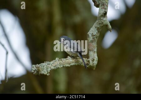 slaty flycatcher con occhi bianchi sul ramo, Melaenornis fischeri, Kenya, Africa Foto Stock