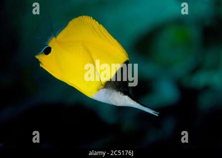 Pesci farfalla Longnose, Flucipig flavissimus, Batu Kapal sito di immersione, Bandaneira, vicino a banda Island, banda Sea, Indonesia Foto Stock