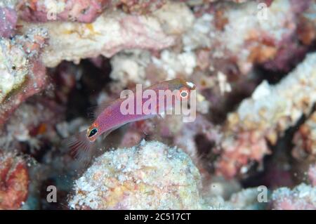Fata giovanile-Wrasse, Cirrhilabrus sp, Pulau Nailaka, Isole banda, Mare di banda, Indonesia Foto Stock