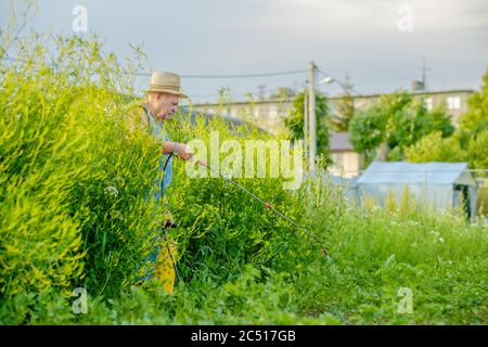 Un uomo anziano in un cappello spruzzi un insetticida sulle cime delle patate. La lotta contro il coleottero di patate del Colorado e altri insetti nocivi. Estate Foto Stock