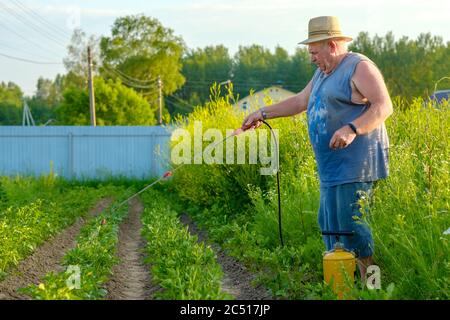 Un uomo anziano in un cappello spruzzi un insetticida sulle cime delle patate. La lotta contro il coleottero di patate del Colorado e altri insetti nocivi. Estate Foto Stock