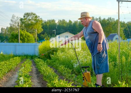 Un uomo anziano in un cappello spruzzi un insetticida sulle cime delle patate. La lotta contro il coleottero di patate del Colorado e altri insetti nocivi. Estate Foto Stock