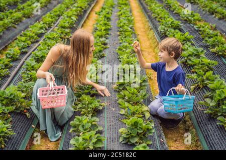 Madre e figlio bambino bambino in estate fattoria di fragole biologiche, raccogliendo bacche Foto Stock