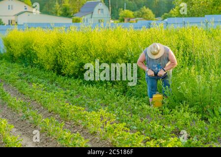 Un uomo anziano in un cappello spruzzi un insetticida sulle cime delle patate. La lotta contro il coleottero di patate del Colorado e altri insetti nocivi. Estate Foto Stock