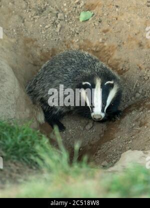 Ritratto di un cub Badger (nome scientifico: Meles Meles). Cucciolo di tasso selvaggio ed europeo rivolto in avanti e in procinto di entrare nel sett di tasso. Verticale Foto Stock