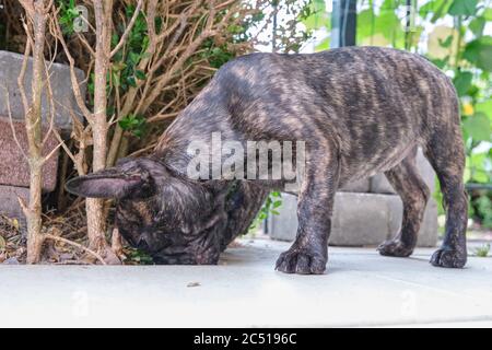 Un cucciolo di Bulldog francese brindle, in piedi curiosamente sniffing tra le piastrelle Foto Stock