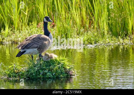 Canada Goose sul suo nido con due pulcini recentemente hatched, UN nido costruito sull'acqua, i gossings gialli morbidi Foto Stock