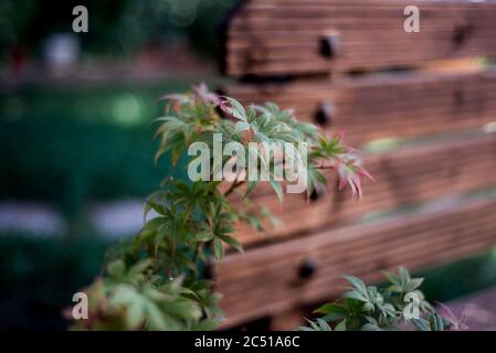 acer palmatum lascia l'angolo della panca Foto Stock