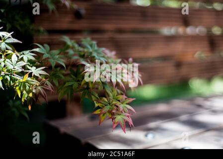 acer palmatum lascia l'angolo della panca Foto Stock