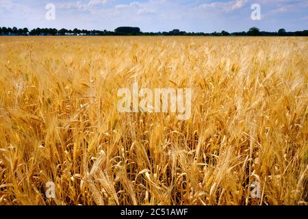 Campo di grano pronto per la raccolta sotto un cielo estivo blu. Paesi Bassi. Messa a fuoco selettiva Foto Stock