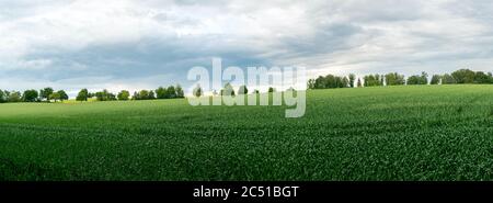 Una vista panoramica di ampi campi verdi fattoria con alberi sullo sfondo della Germania meridionale Foto Stock