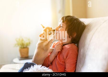 Il cane Chihuahua leccava il viso del bambino ridendo sul divano con coperta. Ritratto di un ragazzo caucasico felice abbracciando un cucciolo in casa accogliente su divano e. Foto Stock