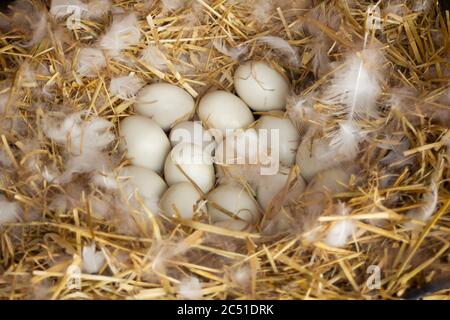 Uova bianche di anatra nel fieno trasportato da un'anatra Foto Stock