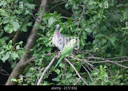 Londra, UK, 30 giugno 2020: Un parakeet a collo d'anello e una vietta di piccione di legno per il territorio in un giardino a sud di Londra. I parakets si sono diffusi ampiamente e sono comunemente visti attraverso Londra. Anna Watson/Alamy Live News Foto Stock