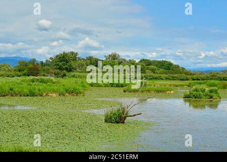 Le zone umide dell'Isola della Cona in Friuli-Venezia Giulia, Italia nord-orientale Foto Stock