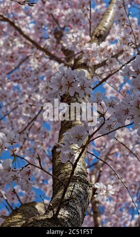 Guardando il tronco di un albero di ciliegio in piena fioritura sotto un cielo blu Foto Stock