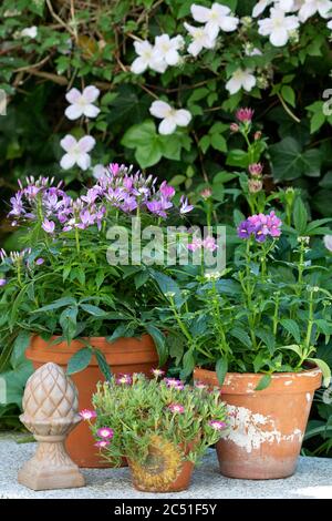 fiori estivi in rosa in terracota pentole di piante Foto Stock