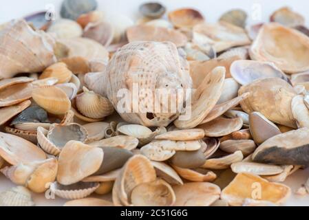 Un mucchio di conchiglie sulla superficie bianca piana Foto Stock