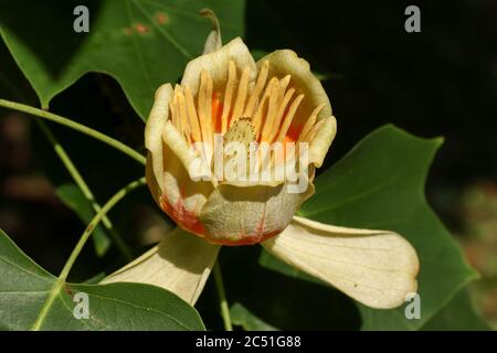 Albero in fiore - pioppo giallo - particolare della fioritura Foto Stock