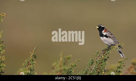 Lapponia longsperone (Calcarius laponicus) seduto sulla tundra Foto Stock