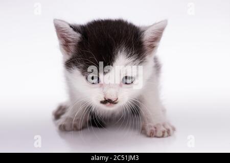 gattino simile a una persona famosa su sfondo bianco Foto Stock