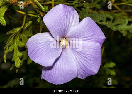 Alyogyne huegelii comunemente conosciuto come Lilac Hibiscus trovato nei santuari costieri dell'Australia occidentale Foto Stock