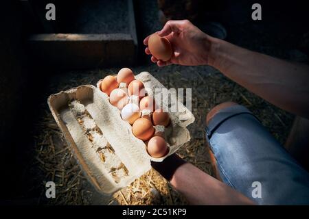 Uomo che raccoglie uova per vassoio a piccola fattoria biologica. Foto Stock