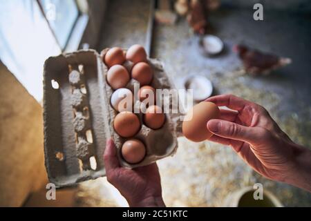 Uomo che raccoglie uova per vassoio a piccola fattoria biologica. Foto Stock