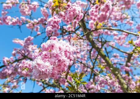 Bellissimi fiori rosa su un ciliegio di fronte al cielo blu Foto Stock
