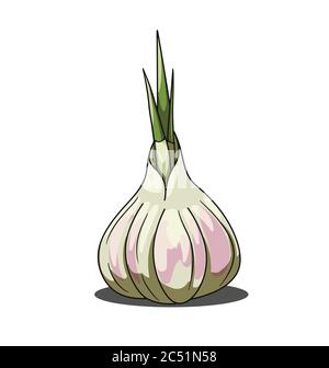 Aglio grigio isolato su sfondo bianco Illustrazione Vettoriale