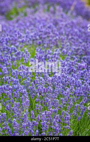 Un campo di fiori viola di lavanda, con una profondità di campo poco profonda Foto Stock