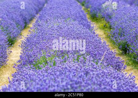File di cespugli di lavanda che crescono al sole estivo Foto Stock