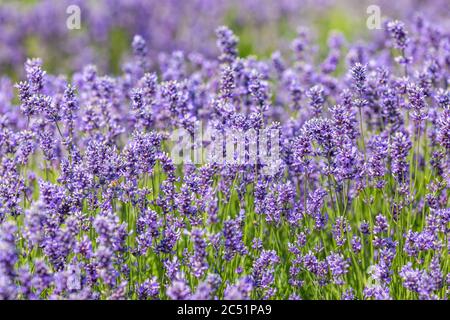 Un campo di fiori viola di lavanda, con una profondità di campo poco profonda Foto Stock