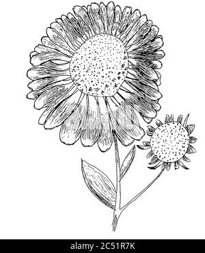 Elecamppane illustrazione di fiore di elio con germoglio Foto Stock