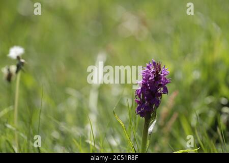 Orchidea leopardo o orchidea marsh meridionale cresce su zone umide e campi quei bellissimi fiori viola Foto Stock