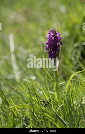 Orchidea leopardo o orchidea marsh meridionale cresce su zone umide e campi quei bellissimi fiori viola Foto Stock