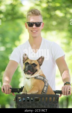 Il bulldog francese si diverse a cavallo nel cestino in bicicletta nel parco cittadino Foto Stock