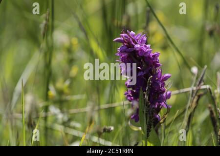 Orchidea leopardo o orchidea marsh meridionale cresce su zone umide e campi quei bellissimi fiori viola Foto Stock