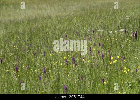 Orchidea leopardo o orchidea marsh meridionale cresce su zone umide e campi quei bellissimi fiori viola Flowerfield con fiori diferenti anche il butterc Foto Stock