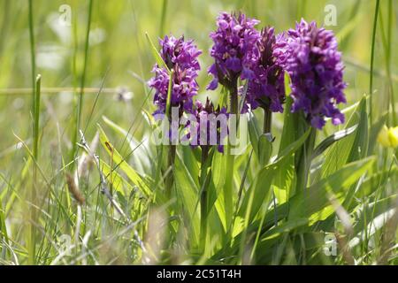 Orchidea leopardo o orchidea marsh meridionale cresce su zone umide e campi quei bellissimi fiori viola Foto Stock