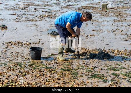 Uomo scavando sulla spiaggia per vermi di capello Foto Stock