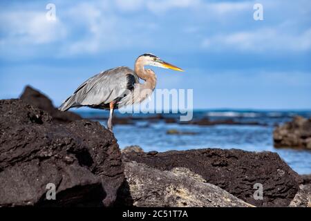 Heron in piedi su una roccia a Playa de los Alemanes, Isola di Santa Cruz, Galapagos, Ecuador Foto Stock