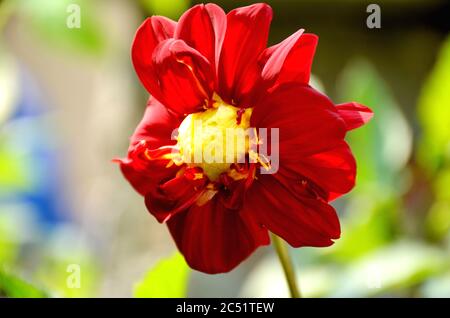 il bel fiore rosso della dahlia che cresce nel giardino. Foto Stock