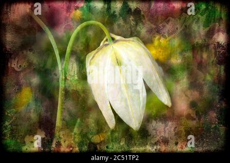 Fritillaria meleagris alba con un fondo effetto texture multicolore acquerello Foto Stock