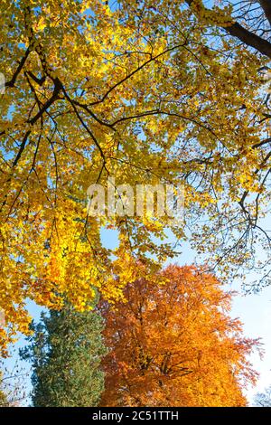 Sfondo: Foglie colorate sulle cime degli alberi durante l'estate indiana Foto Stock