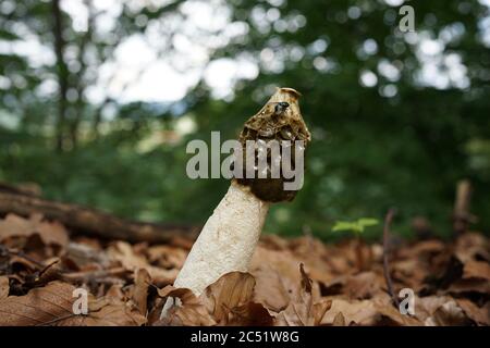 Primo piano del fallo impudicus, conosciuto colloquialmente come stinkhorn comune, è un fungo diffuso riconoscibile per il suo odore fallo e la sua forma fallica Foto Stock