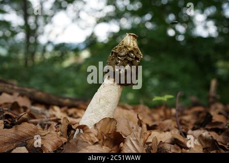Primo piano del fallo impudicus, conosciuto colloquialmente come stinkhorn comune, è un fungo diffuso riconoscibile per il suo odore fallo e la sua forma fallica Foto Stock