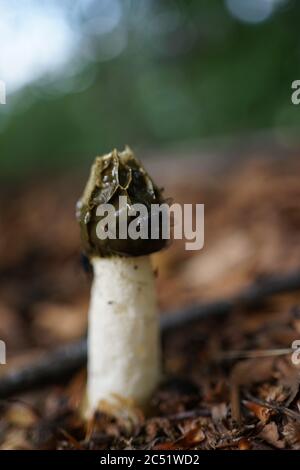 Primo piano del fallo impudicus, conosciuto colloquialmente come stinkhorn comune, è un fungo diffuso riconoscibile per il suo odore fallo e la sua forma fallica Foto Stock