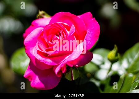 Messa a fuoco selettiva di una rosa aperta - perfetta per sfondo Foto Stock