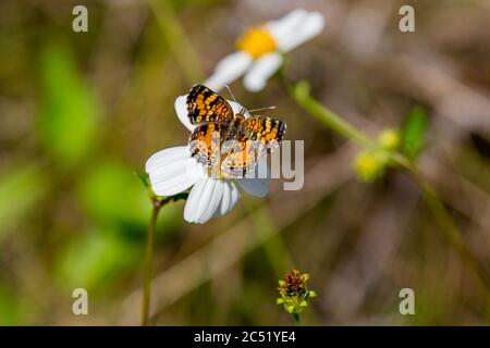 Una farfalla a mezzaluna perla appollaiata su un fiore Foto Stock